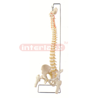 Interlab? Spine w/Femur Heads/Sacrum